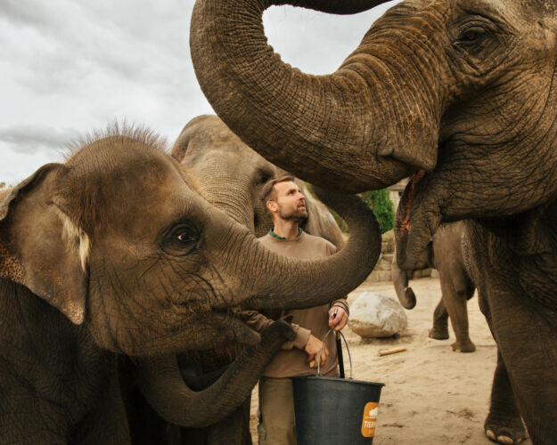1 - Asian Elephants at Tierpark Berlin - 45fea473-811a-4877-a108-a69a4af69215