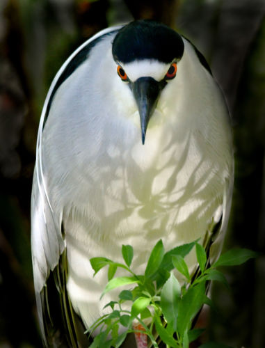 1 - Black-crowned Night-Heron - c94b55da-774f-45c7-abd7-cfe764749c5b