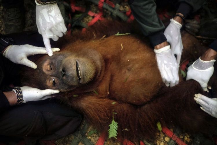 1 - Saving_Orangutans_01 - 12b120c2-0d0f-47e5-963f-fdcf28067f9d