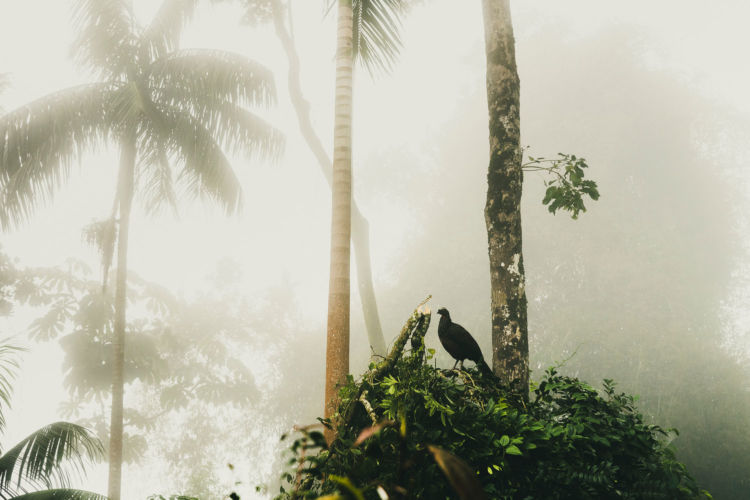 3 - III - The Mysterious Bird - 1b395678-f88c-43f0-8194-58949edb2a62