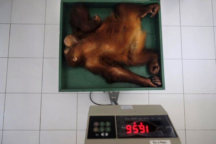 3 - Saving_Orangutans_03 - 7ea334fc-3c6e-49aa-9d21-7209e8728b56