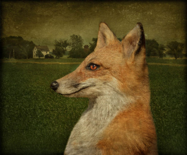 Cunning_DaleNilesweb