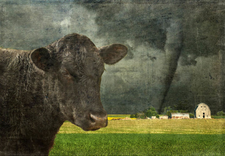 SeekingShelterfromtheStorm_DaleNilesweb