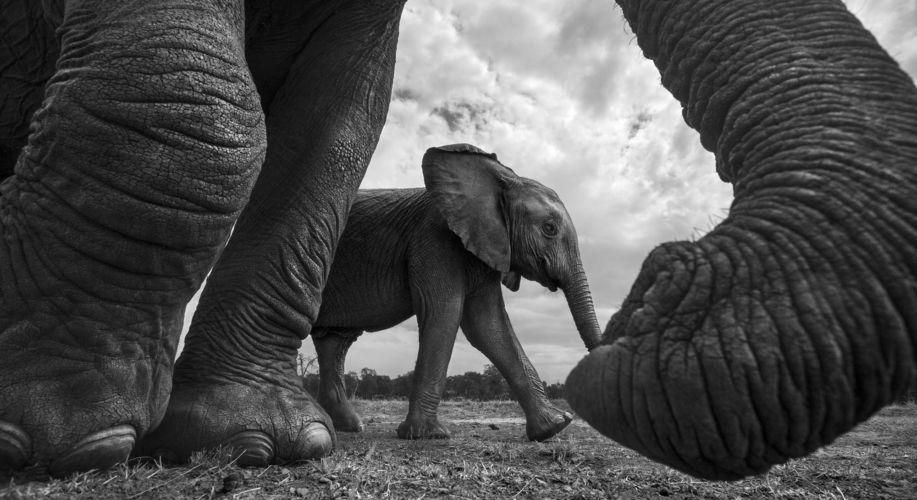 African elephant female and calf approaching with curiosity