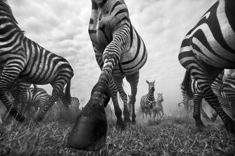 Common or Plains zebra herd running