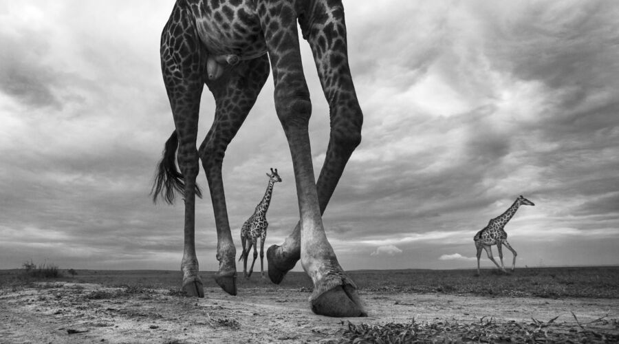 Maasai giraffe walking