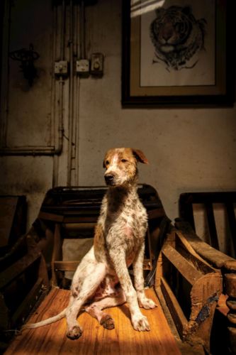 mcguire_hounds_001-1
