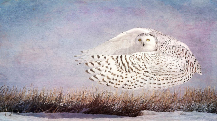 wendi-schneider-snowy-owl-hoverweb