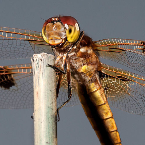 James_Collins_Patio_Life_Dragonfly
