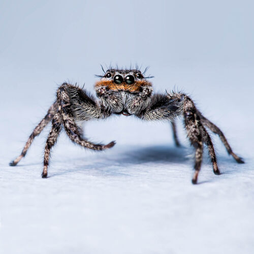 James_Collins_Patio_Life_Jumping_Spider