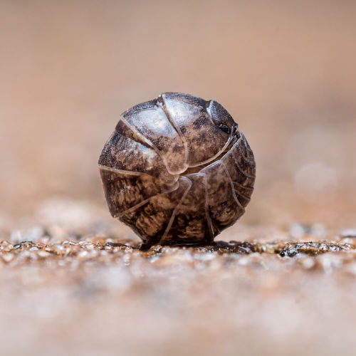 James_Collins_Patio_Life_Pill_Bug