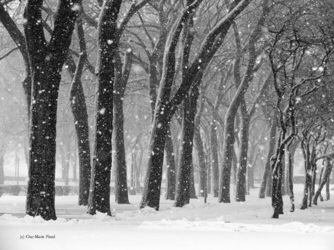 Snow_Fall_in_Grant_Park-Char-Marie_Flood