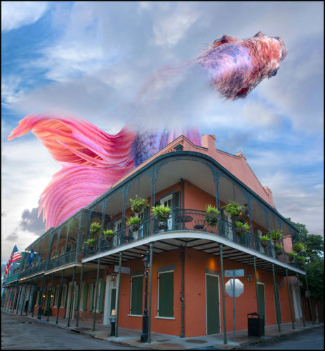 fish_over_house_final (1)