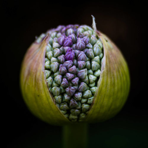 Standifer_Chip_1_Allium_No_1